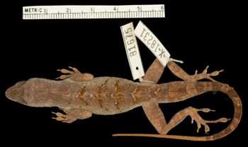 Media type: image;   Herpetology R-81675 Aspect: dorsal